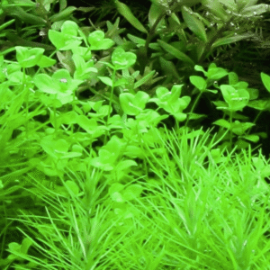 Micranthemum Umbrosum