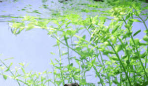 Micranthemum Umbrosum