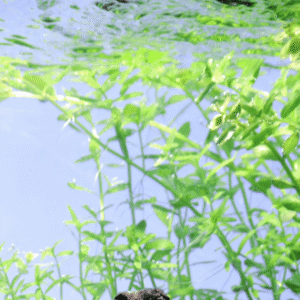 Micranthemum Umbrosum