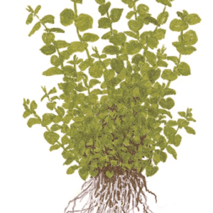 Micranthemum Umbrosum