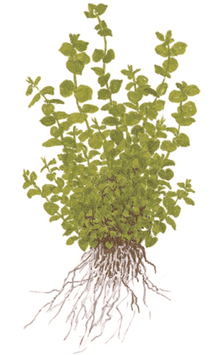 Micranthemum Umbrosum