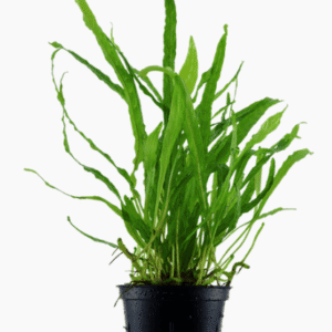 Microsorum Pteropus 'Narrow'