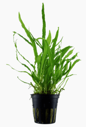 Microsorum Pteropus 'Narrow'