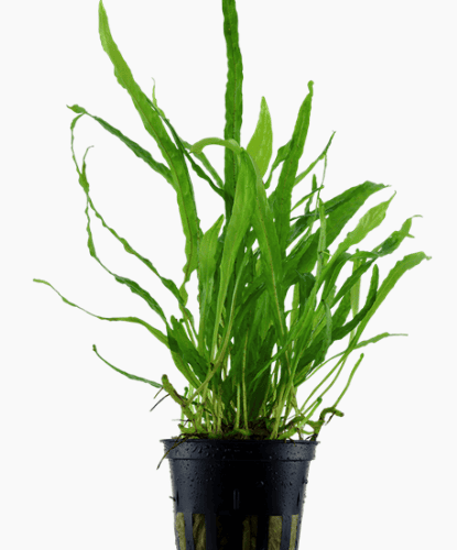 Microsorum Pteropus 'Narrow'