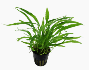 Microsorum Pteropus 'Narrow'