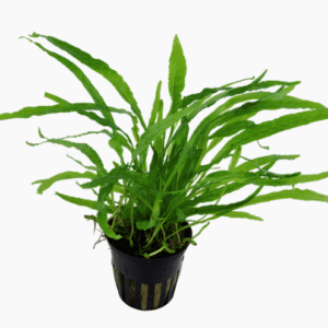 Microsorum Pteropus 'Narrow'