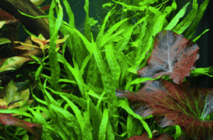 Microsorum Pteropus 'Narrow'