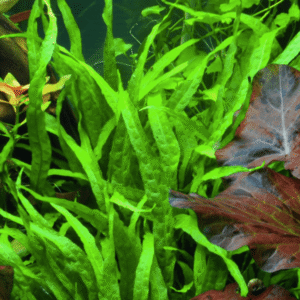 Microsorum Pteropus 'Narrow'