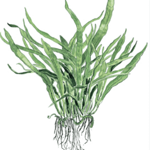 Microsorum Pteropus 'Narrow'