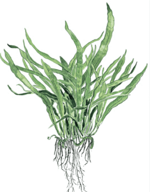 Microsorum Pteropus 'Narrow'