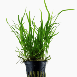 Microsorum Pteropus 'Trident'