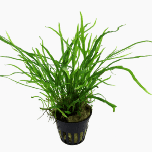 Microsorum Pteropus 'Trident'