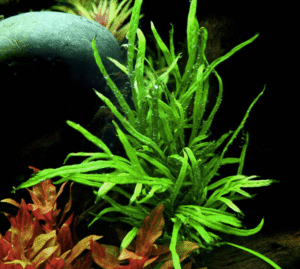 Microsorum Pteropus 'Trident'