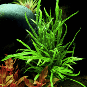 Microsorum Pteropus 'Trident'