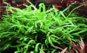 Microsorum Pteropus 'Trident'