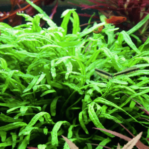 Microsorum Pteropus 'Trident'