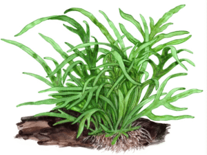 Microsorum Pteropus 'Trident'