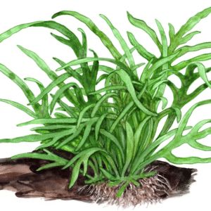 Microsorum Pteropus 'Trident'