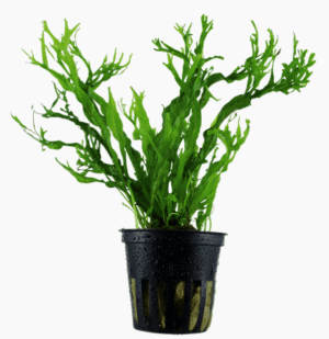 Captura de Pantalla 2025-04-12 a la(s) 23.49.36 Microsorum Pteropus 'Windeløv'