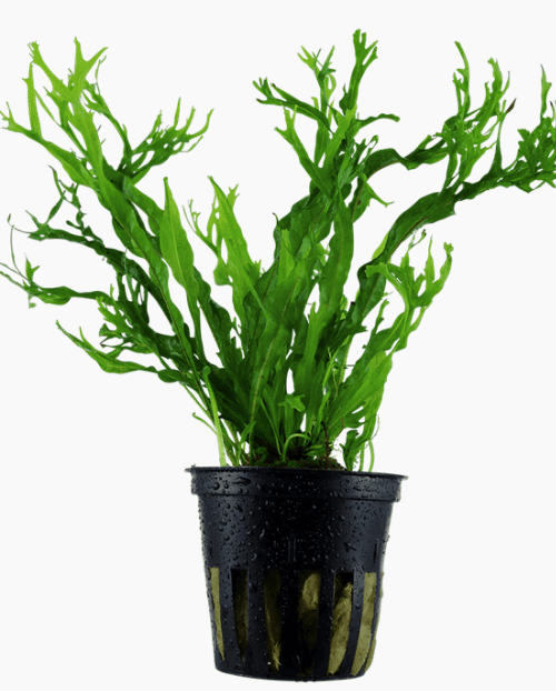 Microsorum Pteropus 'Windeløv'