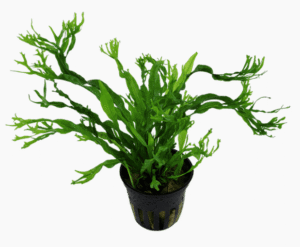 Captura de Pantalla 2025-04-12 a la(s) 23.49.43 Microsorum Pteropus 'Windeløv'