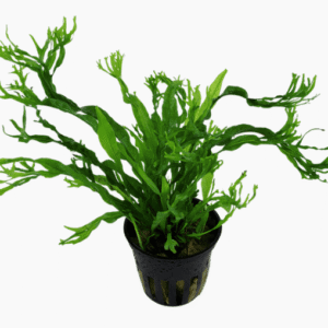 Captura de Pantalla 2025-04-12 a la(s) 23.49.43 Microsorum Pteropus 'Windeløv'