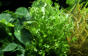 Captura de Pantalla 2025-04-12 a la(s) 23.49.49 Microsorum Pteropus 'Windeløv'