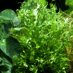 Captura de Pantalla 2025-04-12 a la(s) 23.49.49 Microsorum Pteropus 'Windeløv'