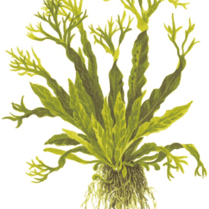 Captura de Pantalla 2025-04-12 a la(s) 23.49.55 Microsorum Pteropus 'Windeløv'