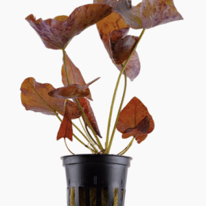 Captura de Pantalla 2025-04-13 a la(s) 0.03.36 Nymphaea Lotus