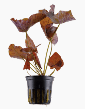 Captura de Pantalla 2025-04-13 a la(s) 0.03.36 Nymphaea Lotus