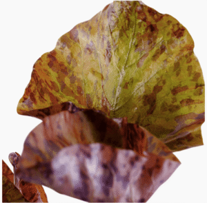 Captura de Pantalla 2025-04-13 a la(s) 0.03.44 Nymphaea Lotus