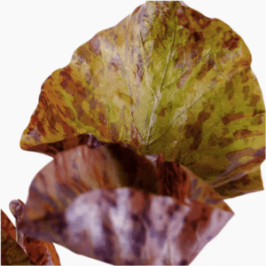 Captura de Pantalla 2025-04-13 a la(s) 0.03.44 Nymphaea Lotus