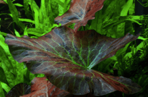 Captura de Pantalla 2025-04-13 a la(s) 0.03.52 Nymphaea Lotus