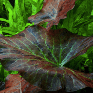 Captura de Pantalla 2025-04-13 a la(s) 0.03.52 Nymphaea Lotus