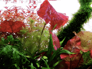 Captura de Pantalla 2025-04-13 a la(s) 0.03.59 Nymphaea Lotus