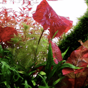 Captura de Pantalla 2025-04-13 a la(s) 0.03.59 Nymphaea Lotus