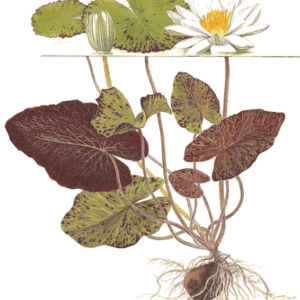 Captura de Pantalla 2025-04-13 a la(s) 0.04.07 Nymphaea Lotus