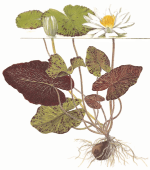 Captura de Pantalla 2025-04-13 a la(s) 0.04.07 Nymphaea Lotus