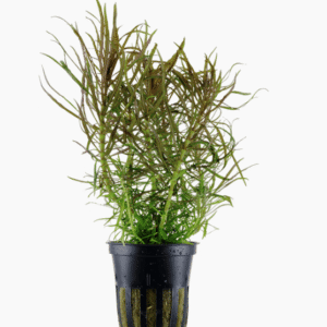 Captura de Pantalla 2025-04-13 a la(s) 0.33.20 Pogostemon Stellatus