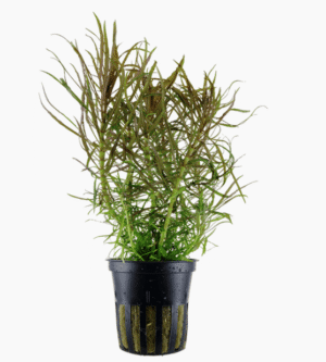 Captura de Pantalla 2025-04-13 a la(s) 0.33.20 Pogostemon Stellatus