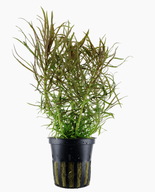 Pogostemon Stellatus