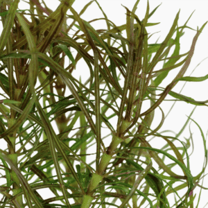 Captura de Pantalla 2025-04-13 a la(s) 0.33.27 Pogostemon Stellatus