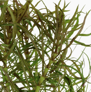 Captura de Pantalla 2025-04-13 a la(s) 0.33.27 Pogostemon Stellatus