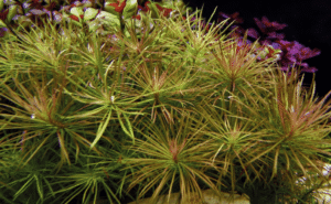 Captura de Pantalla 2025-04-13 a la(s) 0.33.34 Pogostemon Stellatus