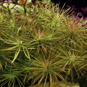 Captura de Pantalla 2025-04-13 a la(s) 0.33.34 Pogostemon Stellatus