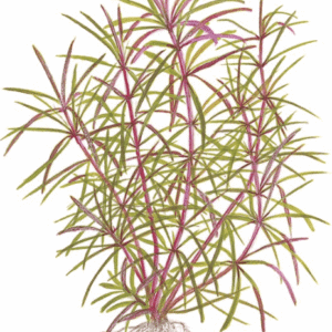 Captura de Pantalla 2025-04-13 a la(s) 0.33.41 Pogostemon Stellatus