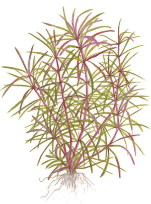 Captura de Pantalla 2025-04-13 a la(s) 0.33.41 Pogostemon Stellatus