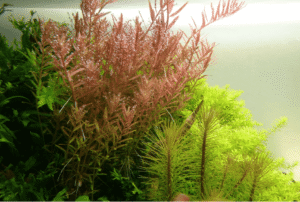 Rotala Rotundifolia