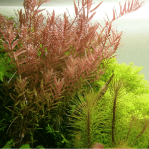 Rotala Rotundifolia